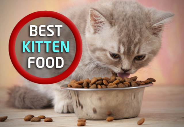 What is The Best Kitten Food
