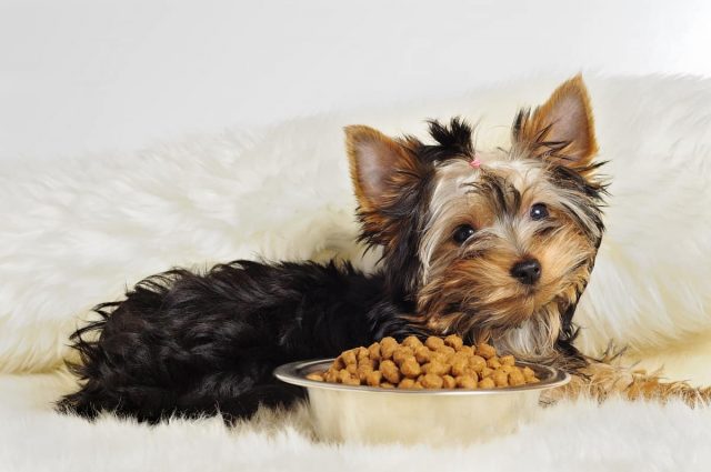 What is the Best Puppy Food for Small Breeds